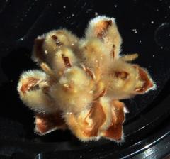 Leucadendron nitidum