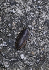 Opisthoplatia