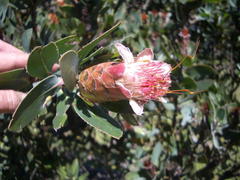 Protea subvestita