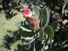 Protea subvestita