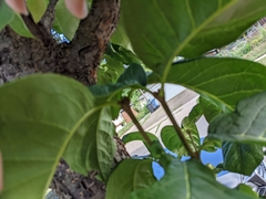 Syringa reticulata