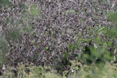 Quelea quelea quelea