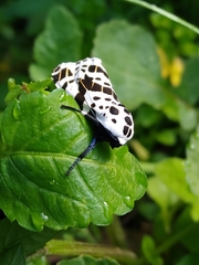 Hypercompe andromela