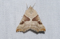 Plataea blanchardaria