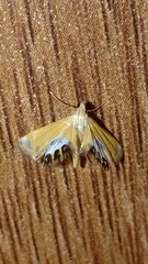 Nymphicula trimacula