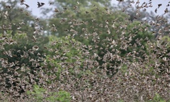 Quelea quelea quelea