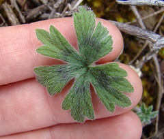 Pelargonium articulatum