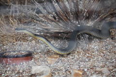 Dispholidus typus typus