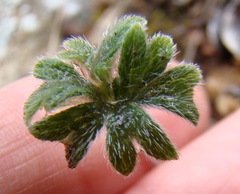Pelargonium articulatum
