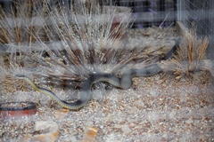 Dispholidus typus typus