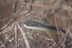 Dispholidus typus typus