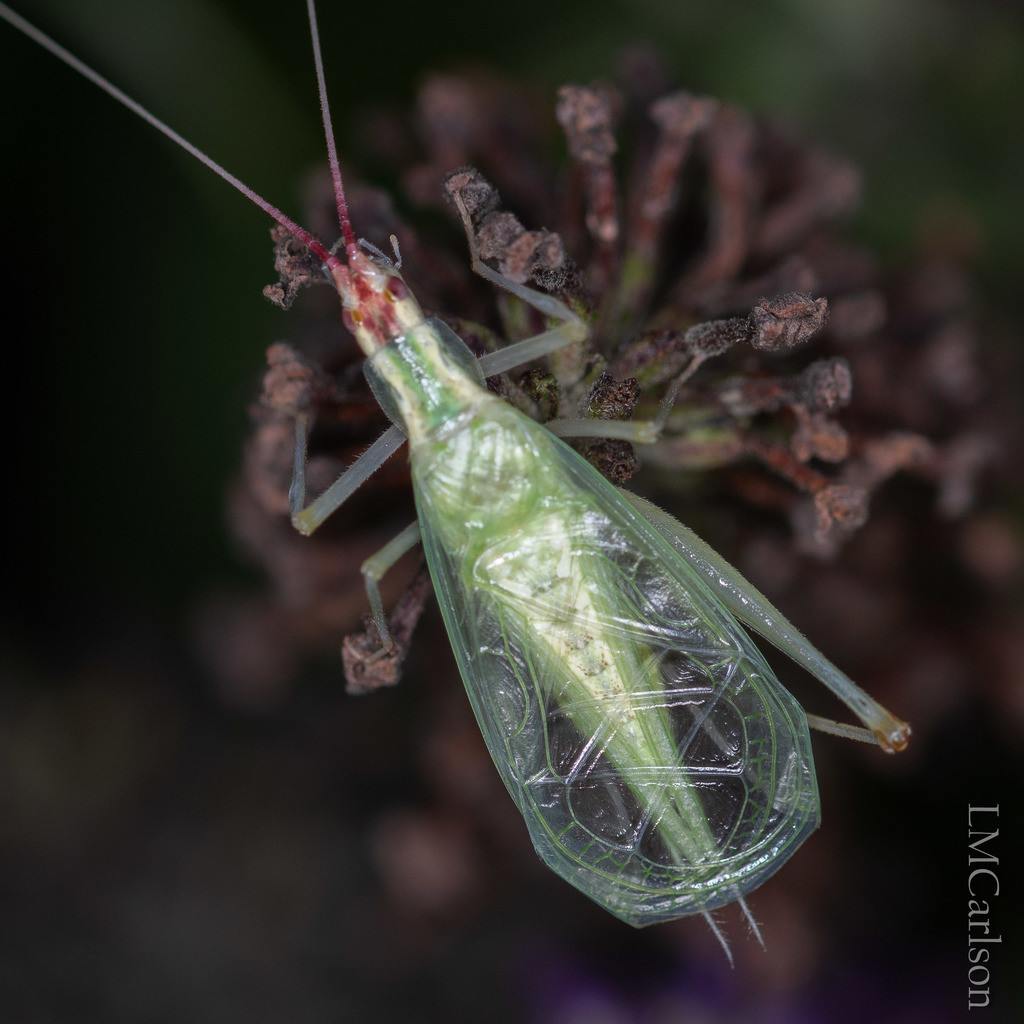 Broad-winged Tree Cricket