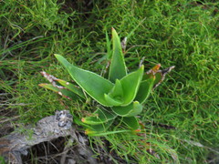 Aloiampelos commixta