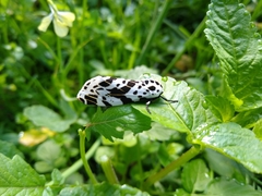 Hypercompe andromela