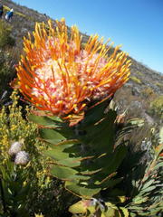 Leucospermum pluridens