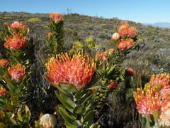 Leucospermum pluridens