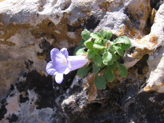 Campanula carpatha