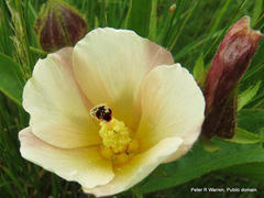 Hibiscus aethiopicus ovatus