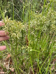 Cyperus flavescens