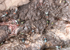 Chrysomya marginalis