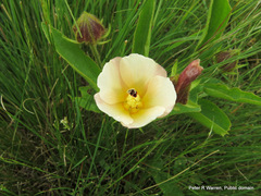 Hibiscus aethiopicus ovatus