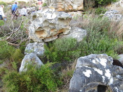 Aloiampelos commixta