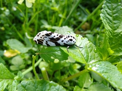 Hypercompe andromela