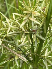 Cyperus flavescens