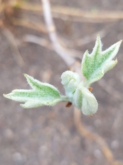 Hydrangea quercifolia