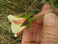 Hibiscus aethiopicus ovatus
