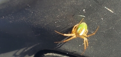 Araneus bivittatus