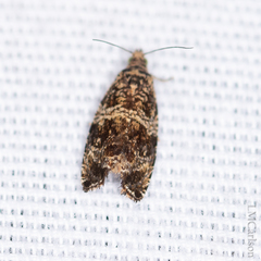 Phaecasiophora niveiguttana