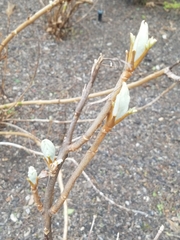 Hydrangea quercifolia