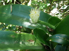 Haemanthus albiflos