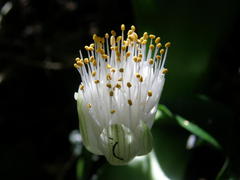 Haemanthus albiflos