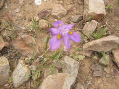 Moraea bipartita