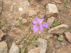 Moraea bipartita