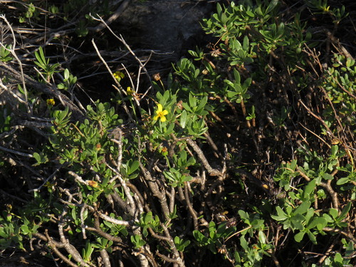Image of Tree Babooncabbage (Othonna arborescens) by (c) Jeremy Gilmore, some rights reserved (CC BY)