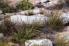 Tetraria triangularis