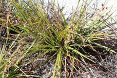 Tetraria triangularis