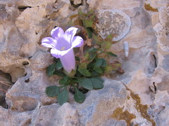 Campanula carpatha