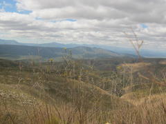 Osteospermum junceum