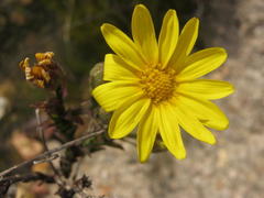 Osteospermum junceum