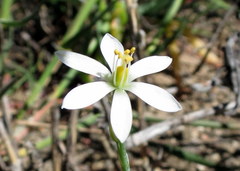 Ornithogalum hispidum hispidum