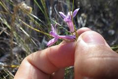 Cyphia volubilis volubilis