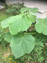 Paulownia tomentosa