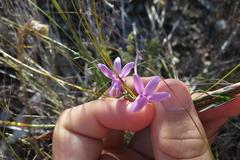 Cyphia volubilis volubilis