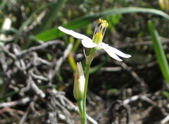 Ornithogalum hispidum hispidum