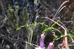 Cyphia volubilis volubilis