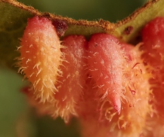 Andricus crystallinus